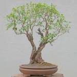 Yamadori